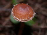 tubaria furfuracea